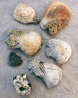 Химическое название ракушки