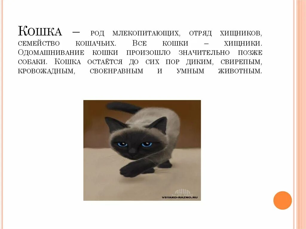 Кошка отряд млекопитающих