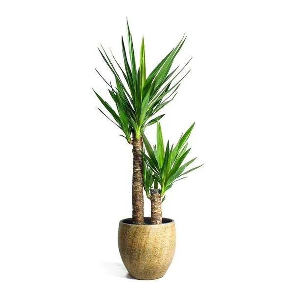 Юкка значение. Юкка elephantipes. драцена юкка. драцена юкка слоновая. юкка houseplants.