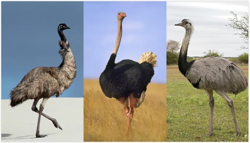 Отсутствует у страуса и нанду обеспечивает амортизацию. Страус нанду ареал обитания. Страус нанду южной америки. Отсутствует у страуса и нанду обеспечивает амортизацию. Страус нанду.