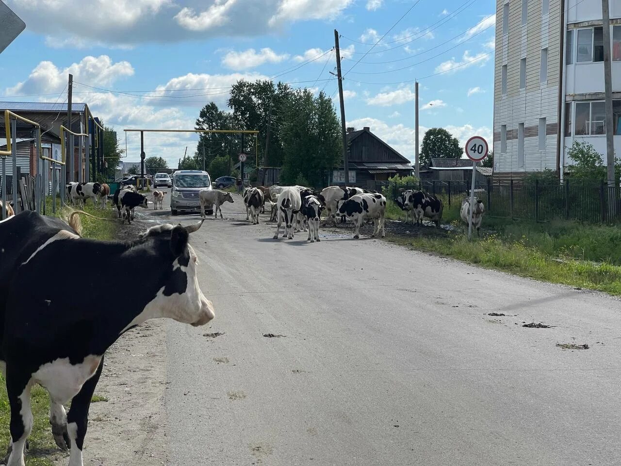 Погода в парабели томской области. Парабель Томская область. Бродячие коровы в селе. Парабель (село). Луг с коровами.