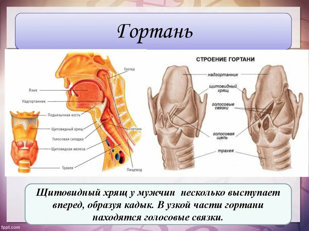 Строение гортани, хрящи гортани. Голосовые связки.. Строение щитовидного хряща анатомия. Кадык строение гортани. Гортань строение анатомия голосовые связки.