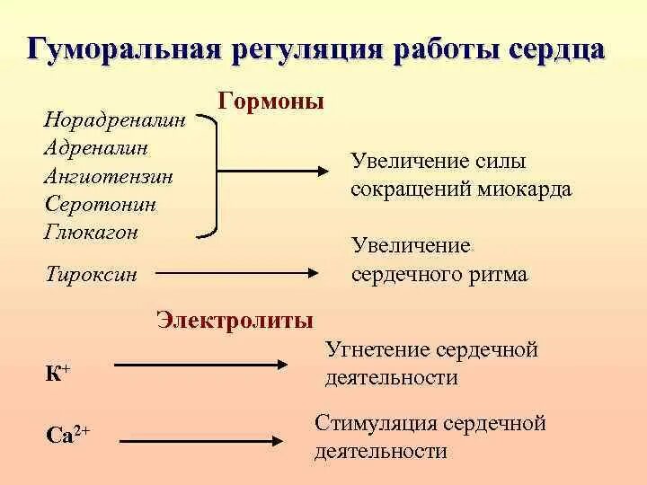 Гуморальная регуляция работы сердца человека. Гуморальная регуляция сердечной деятельности. Гуморальная регуляция деятельности ССС. Нервно-гуморальные механизмы регуляции деятельности сердца. Гуморальная регуляция работы сердца.