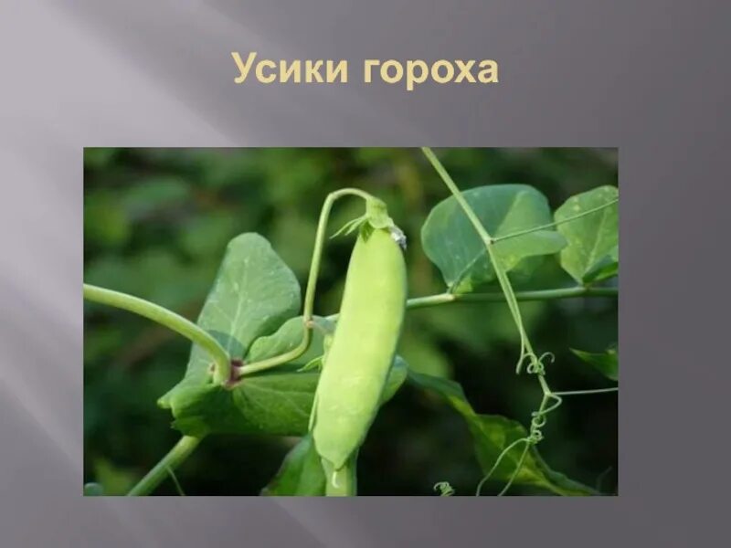 Горох строение листа. Видоизменённые листья усики гороха. усики гороха метаморфоз листа. усик гороха видоизменение листа. видоизменение листа усики гороха.