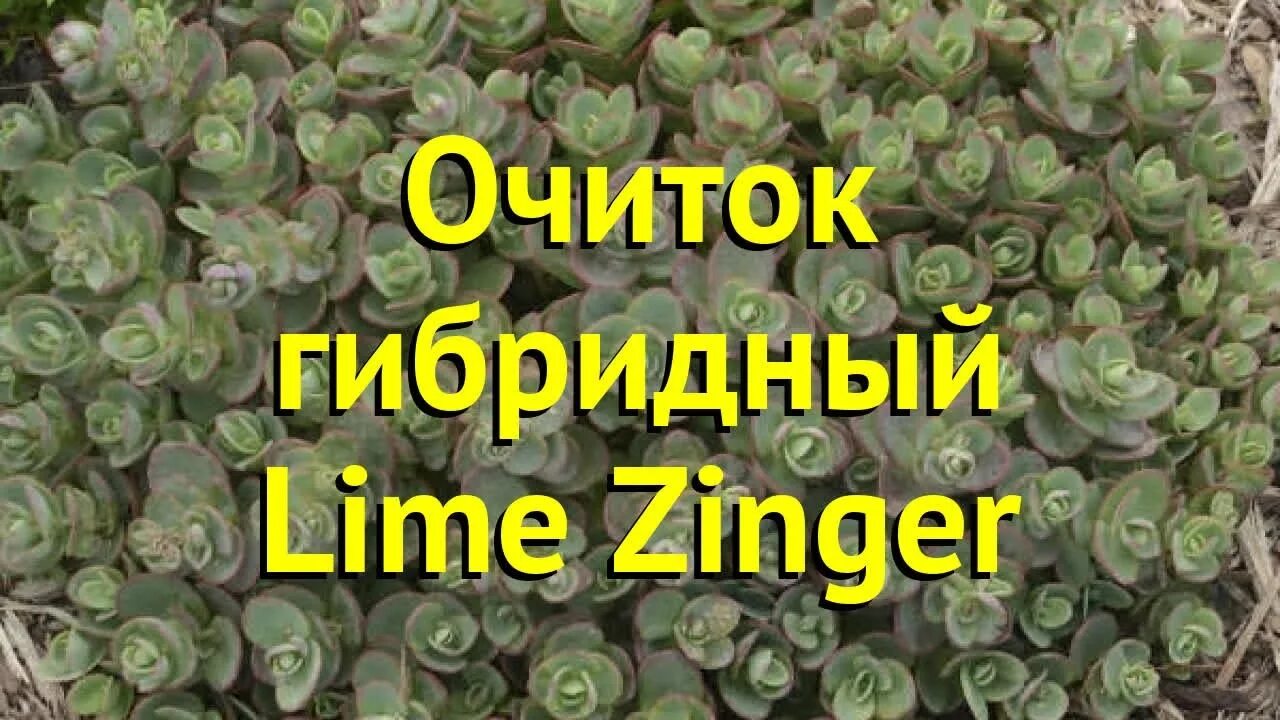 Лайм зингер. Очиток лайм зингер. очиток lime twister. седум гибридный блу спрус. седум lime zinger.