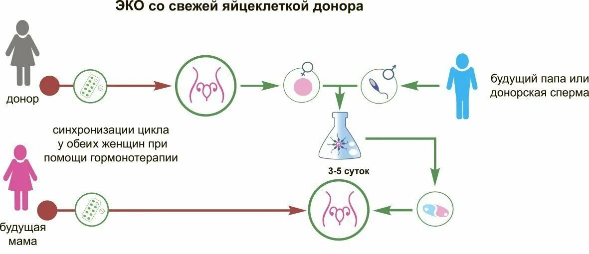Как работает эко. Эко с донацией яйцеклетки. донорская яйцеклетка. донорство ооцитов. эко с донорскими ооцитами.