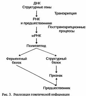 Реализация наследственной информации в признак