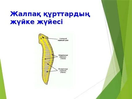 Жалпақ кеуделері бар жалаңаш