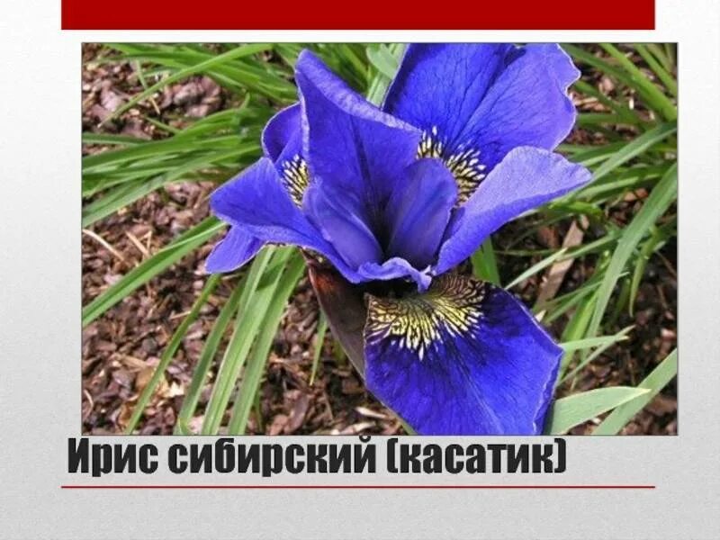 Iris pdf