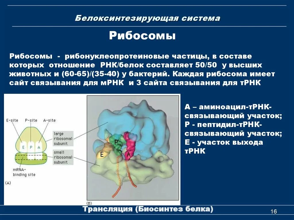 Органоиды рибосомы строение и функции. Аренавирусы строение. 70s рибосомы митохондрий. Рибосомы функции. Рибосомы строение гистология.