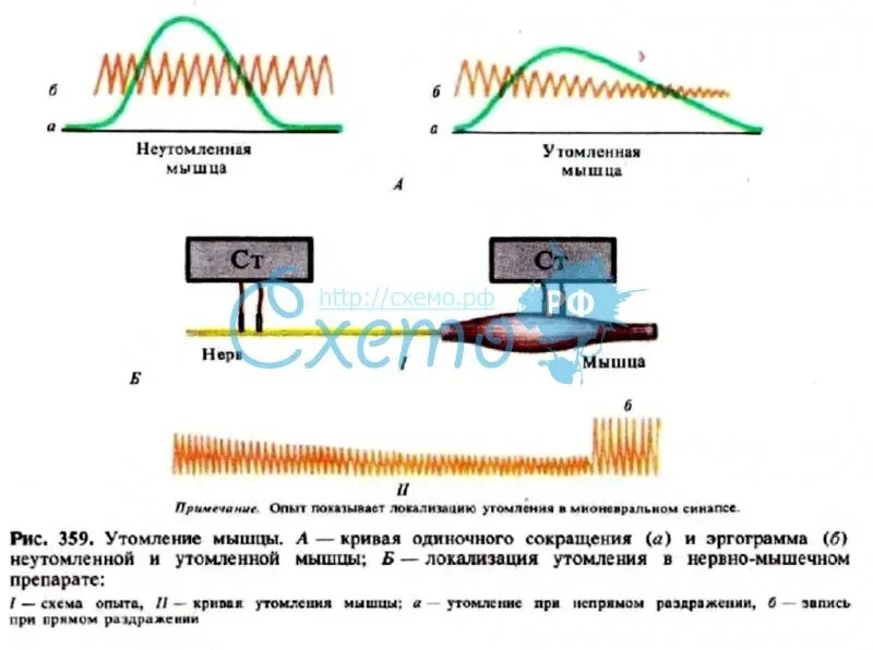 Утомление работающей мышцы. Кривая утомления эргография. схема утомления мышц. утомление нервно-мышечного препарата. локализация утомления в нервно-мышечном препарате.