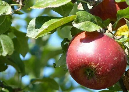 Яблони апорт описание сорта отзывы