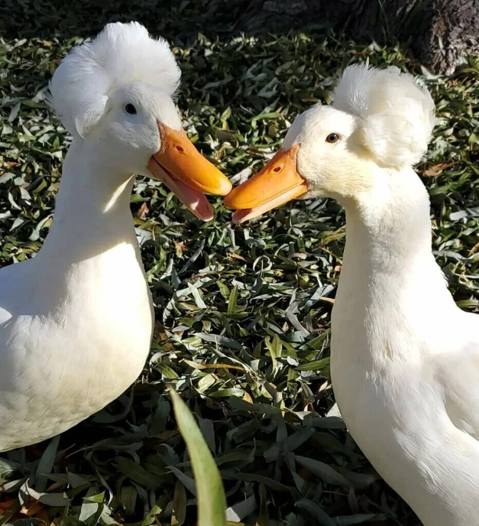 Good duck. Порода уток муларды. Утка черри Велли. Хохлатая (порода уток). Пекинская хохлатая утка.