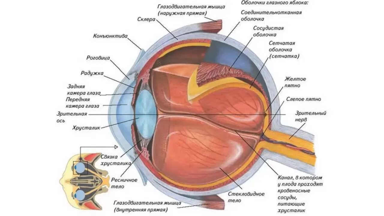 Строение зрительного анализатора глазное яблоко. Строение глазного анализатора человека схема. Строение зрительного анализатора оболочки. Анатомическое строение глаза человека.