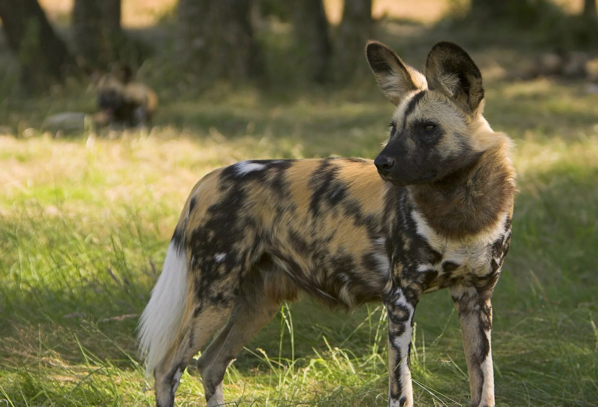 Африканская дикая собака. Южно африканская овчарка. Дикий собака 3. Африканская гиеновидная собака щенок. Гиеновидные собаки африка.