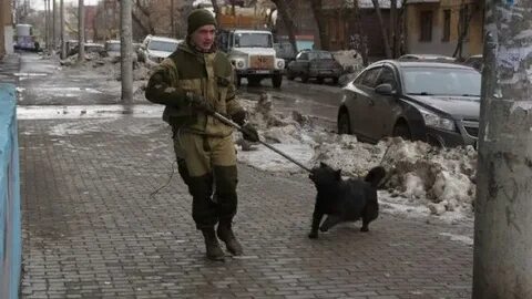 Служба бездомные собаки