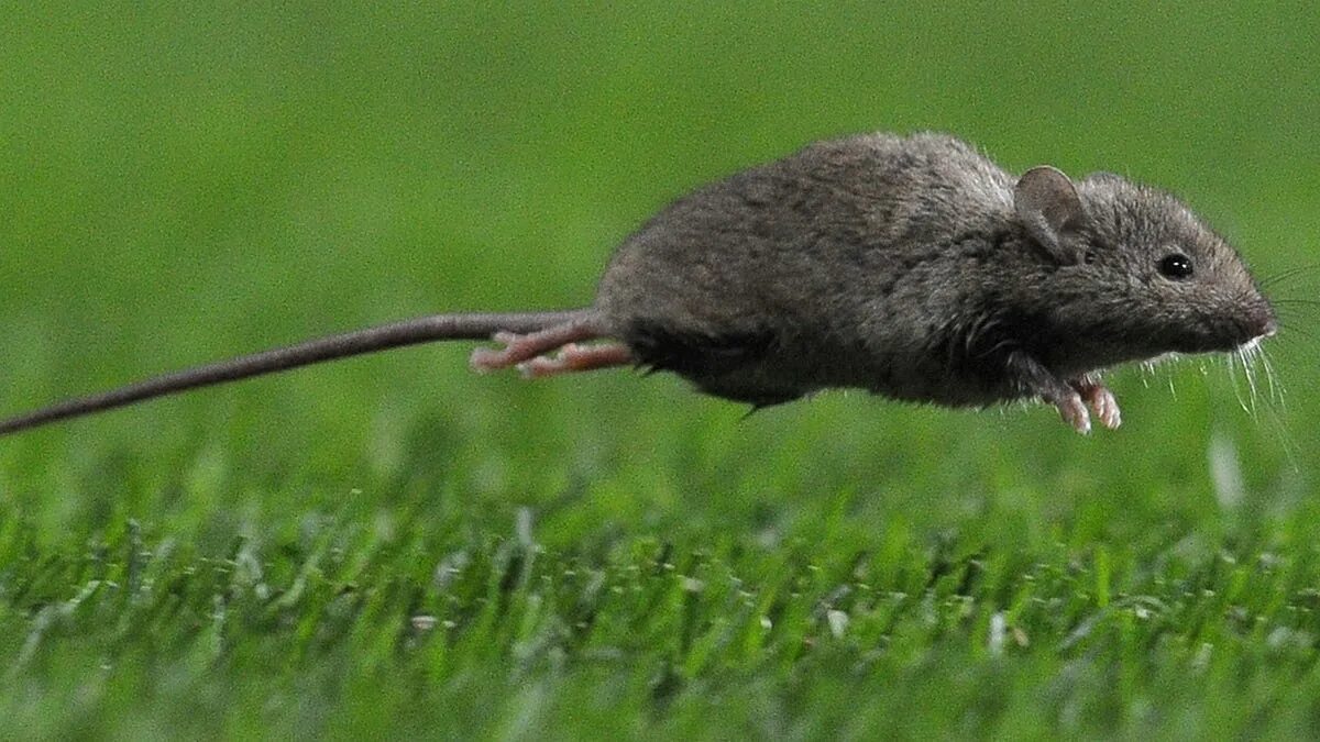Полевая мышь убегает. Крыса бежит. Мышь бежит. Крыса бегает. Мышонок.