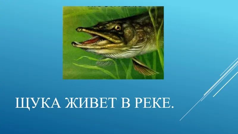 Щуки живут. Щука живет в реке. Щука обитает. Живет щука в реке прописи. Буква щука