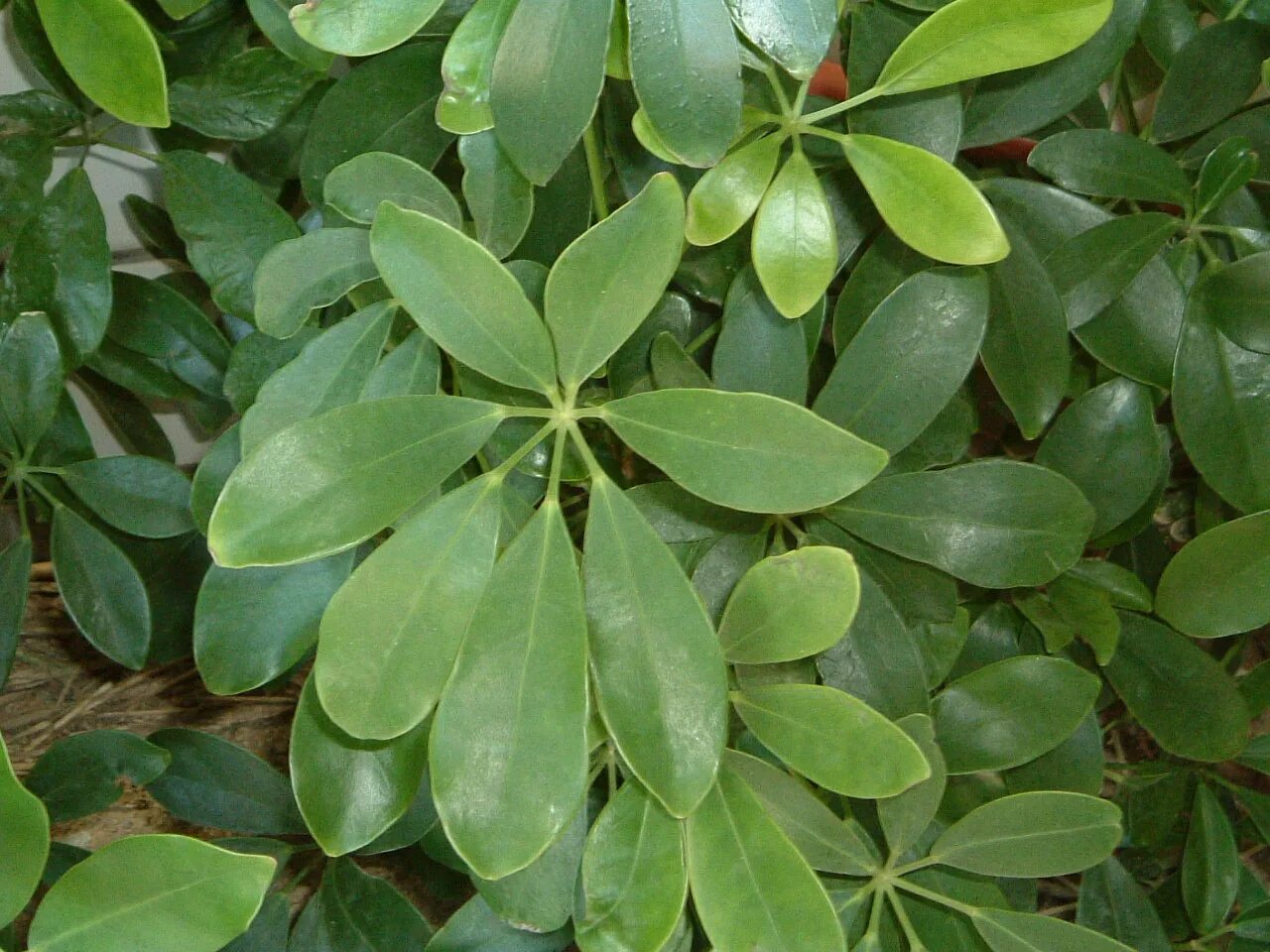 Растения с пятью листьями. Девичий виноград пятилисточковый лиана. Фатсия японика цветок. Барвинок розовый катарантус. Молочай шефлера.