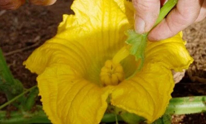 Пустоцвет на кабачках. Опыление цветков огурца. Опыление кабачков. Цветение тыквы декоративной. Завязь тыквы.