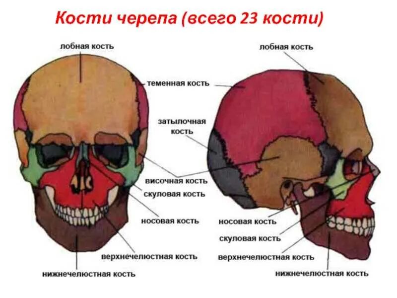 Строение кости черепа человека. Строение черепа спереди и сбоку. Скелет головы череп анатомия. Парные и непарные кости черепа. Головной отдел черепа