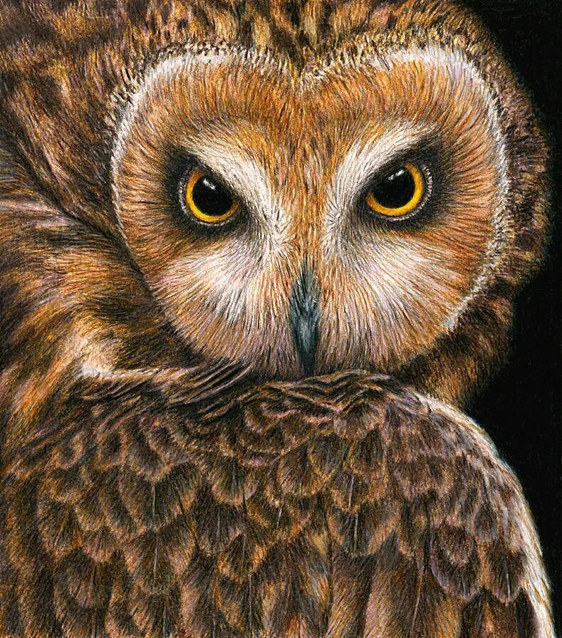 Животное мудрости. Сова мудрости. Сова на заставку. Животное мудрости. Красивая сова.