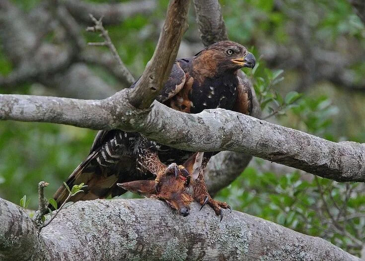 African Crowned Eagle African crowned eagle, Eagle, African