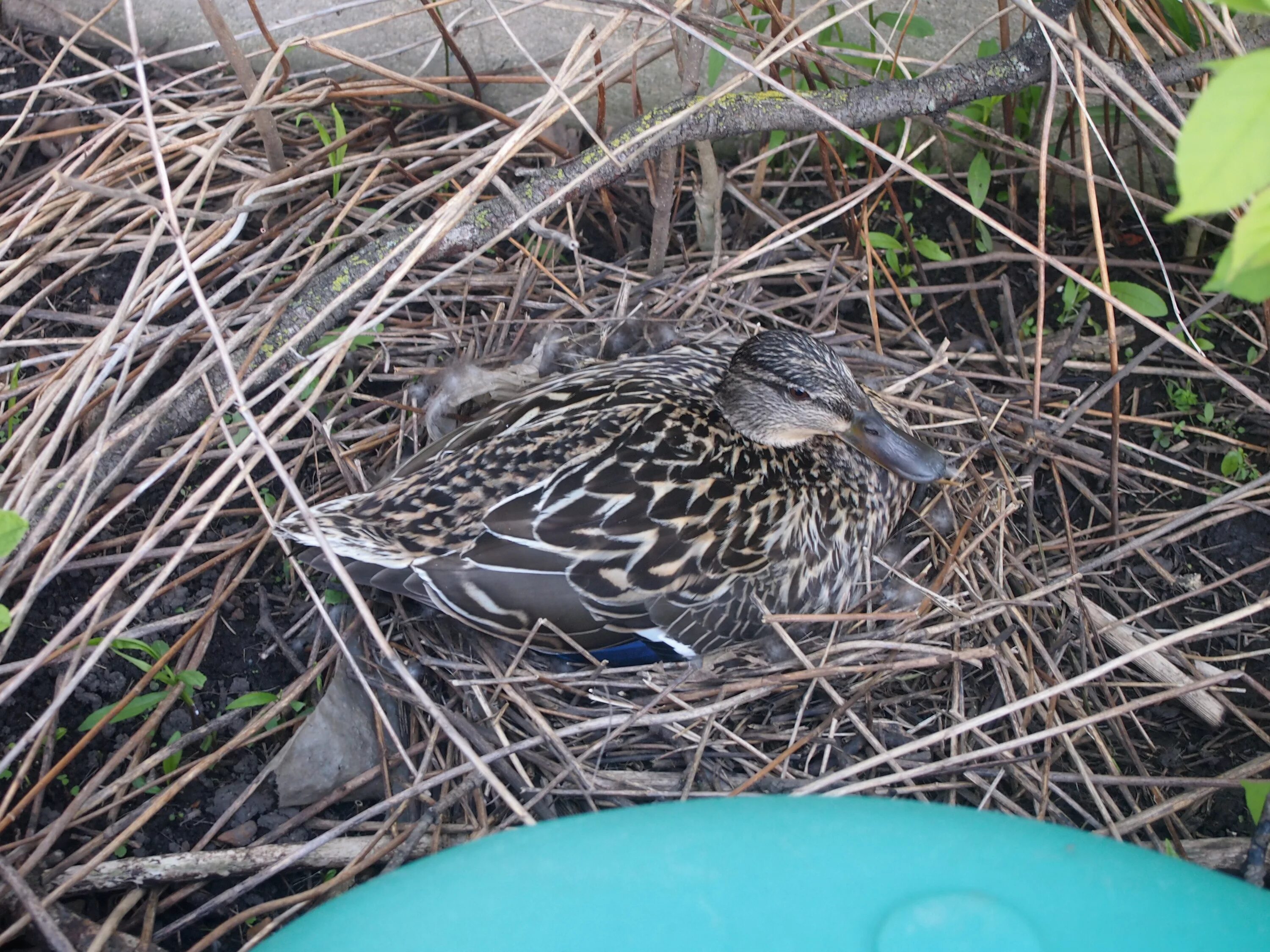 Утка кряква гнездование. Гнездо дикой утки. Охотничье гнездо. Утка кряква гнездование. Гнездо дикой утки.
