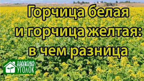 Какой сидерат лучше горчица белая или желтая