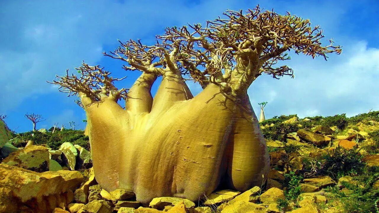 Dracaena cinnabari. Драконово дерево острова сокотра. Кактус дерево. Аксель эрландсон. Причудливый внешний вид.