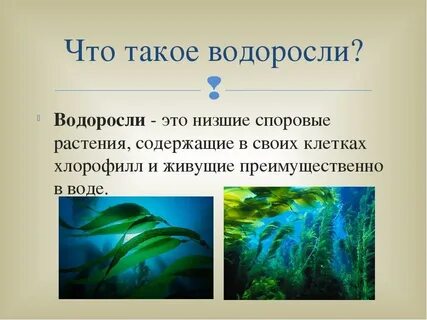 Водоросли это группа водных растений