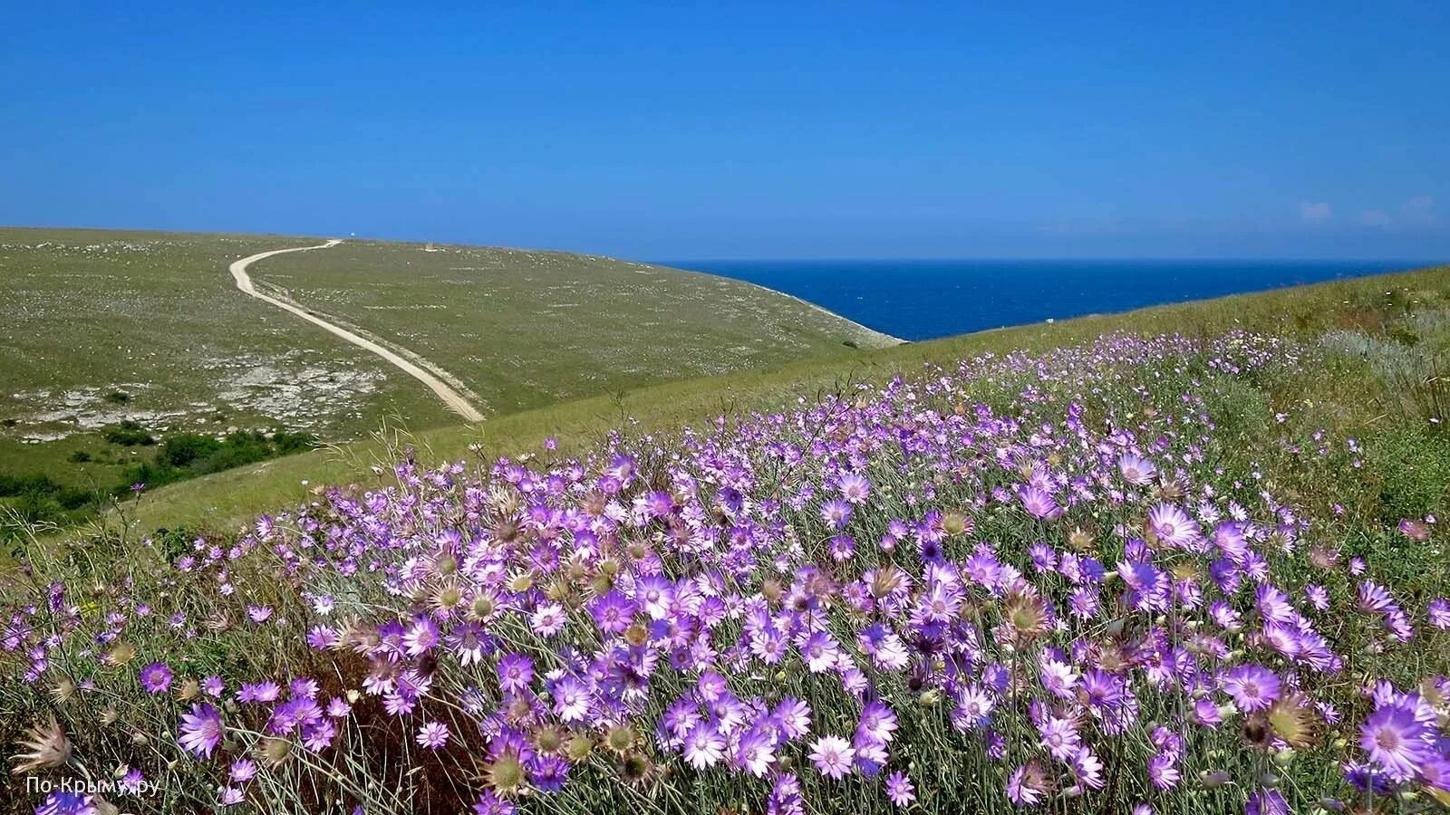 маковые поля мыс фиолент. растения керчи. растения керчи. полуостров опук крым. керчь растительность.