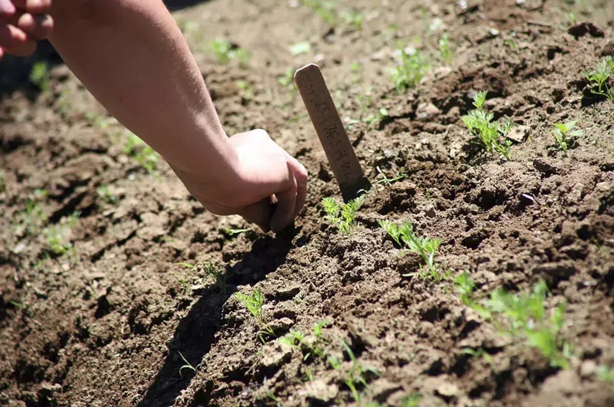 Можно ли сажать в песок. Посев моркови. Посев в открытый грунт. Посадка моркови весной в открытый. Морковь на грядке.