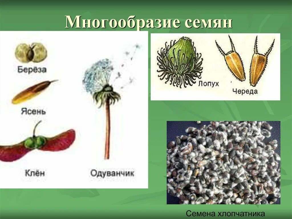 Значения плодов и семян в природе. Разнообразие семян. Семена растений. Разнообразие плодов и семян. Разнообразие и строение семени.