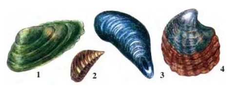 Тек жетілген, кең жамбас, жалаңаш әйелдердің фотосуреттері