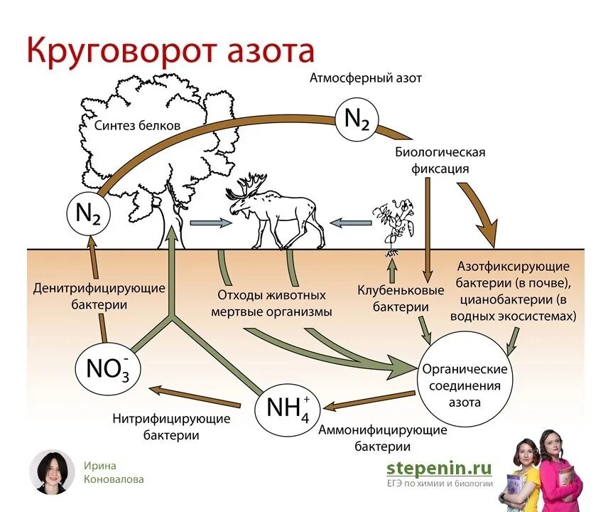 Круговорот это в биологии. Биологический круговорот азота. Круговорот азота в природе биология 9 класс. Круговорот азота схема 11 класс биология. Цикл азота схема.