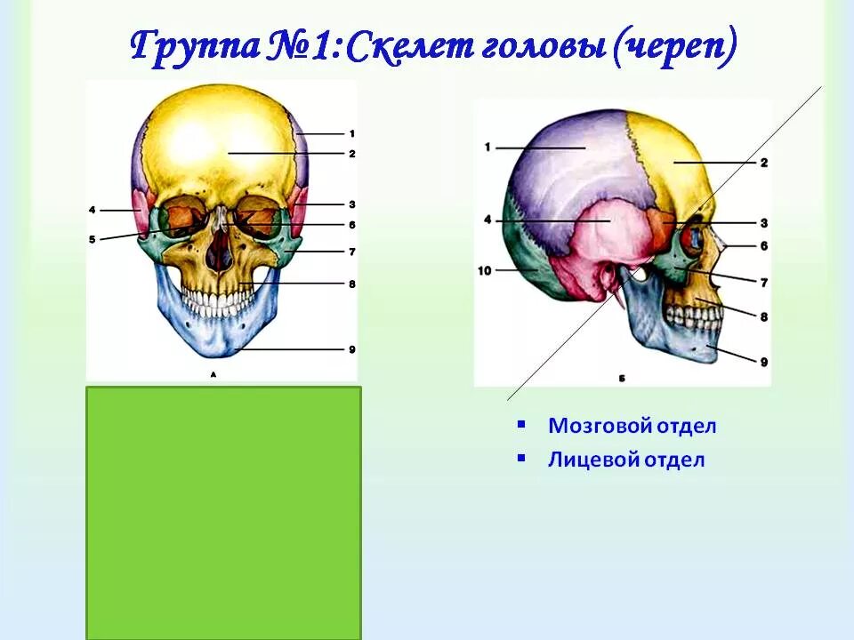 Скелет головы особенности. Лицевой отдел черепа сбоку. Кости мозгового отдела черепа. Скелет головы мозговой отдел. Череп строение костей мозгового и лицевого черепа.