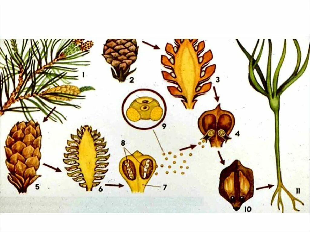 Семян хвойных рисунок. Размножение голосеменных растений. Схема размножения голосеменных растений 6. Цикл развития голосеменных биология. Размножение голосеменных растений сосны.