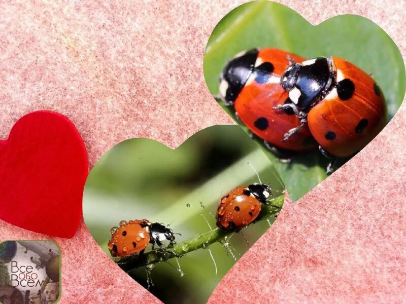 божьи коровки в анапе. голова божьей коровки. божья коровка в природе. божья коровка картинка. пасхалица божья коровка.