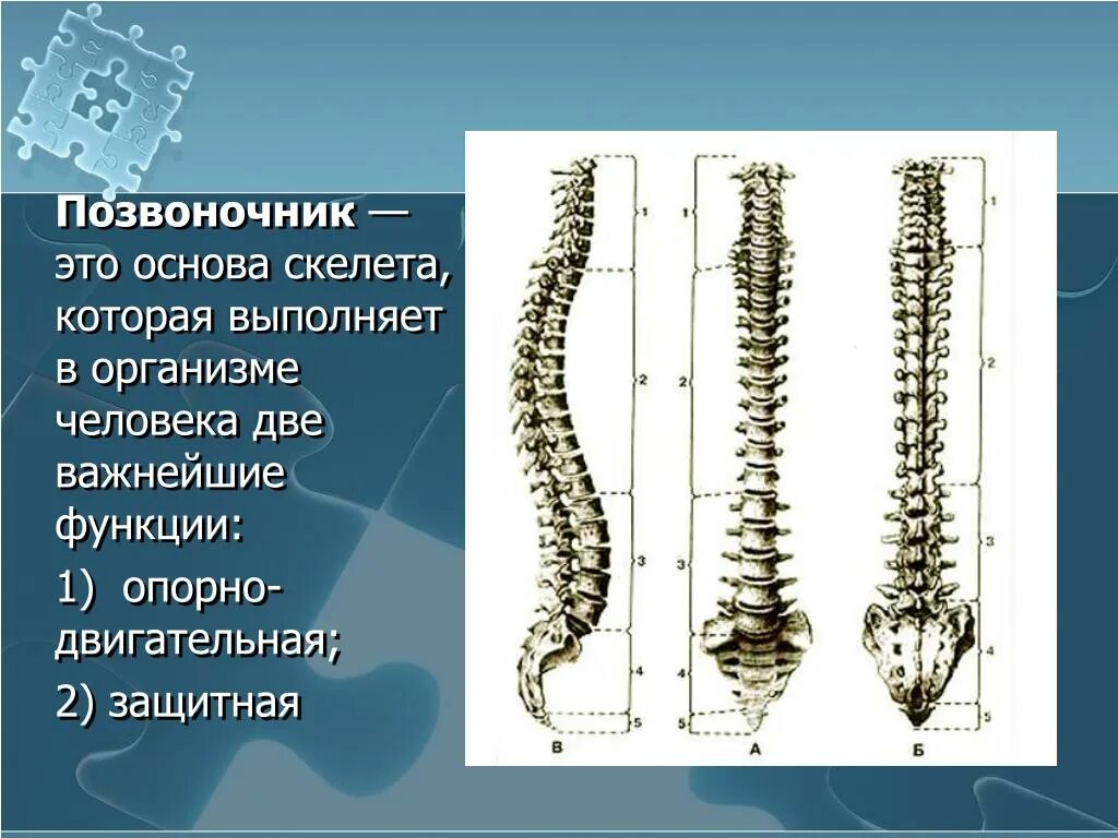 Скелет позвоночника человека. Пояснично-крестцовый отдел позвоночника строение. Позвоночник человека анатомия. Позвоночник отделы строение. Скелет человека спина