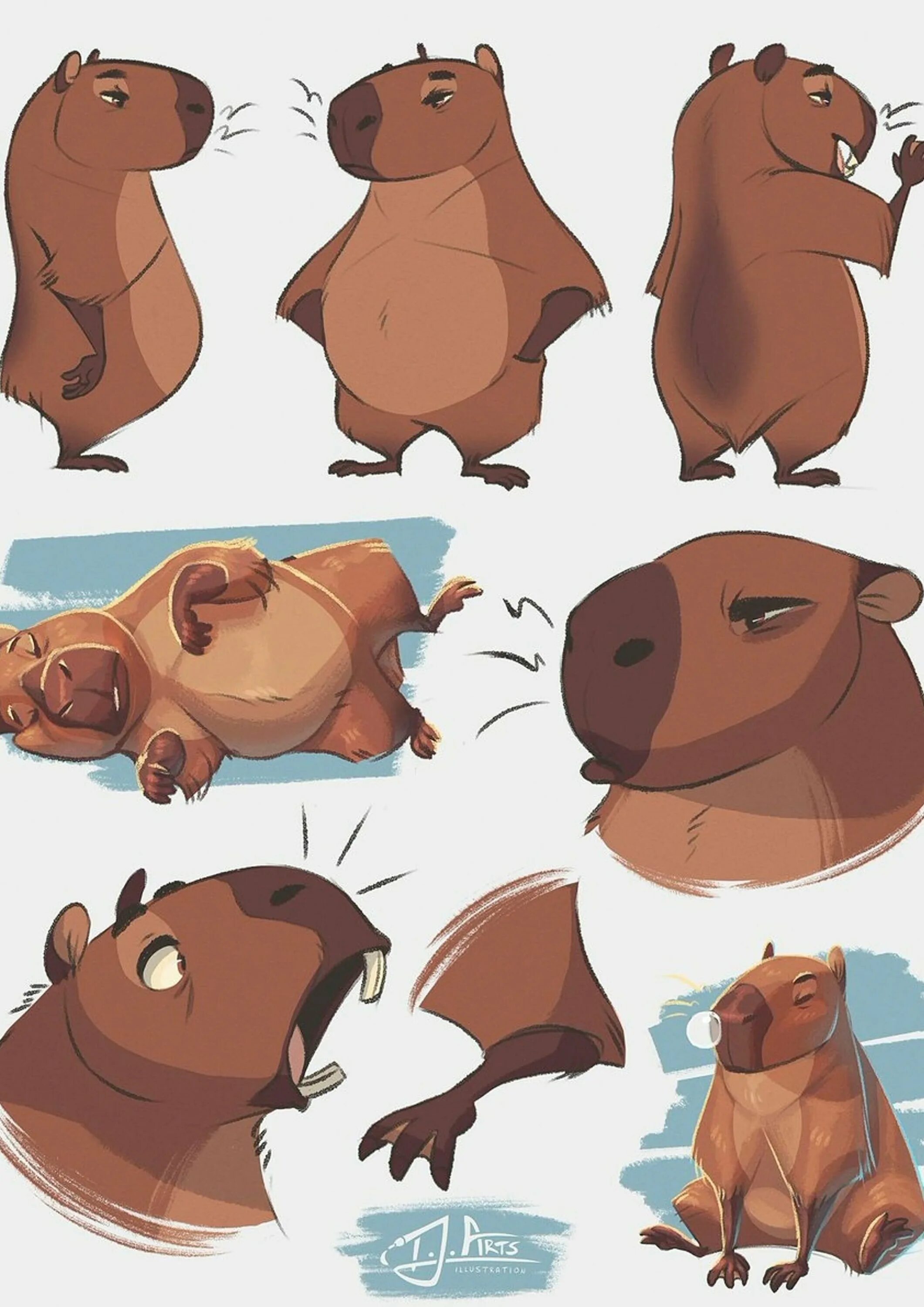 капибара. референс капибары. животные южной америки капибара. ондатра и капибара. анатомия капибары.