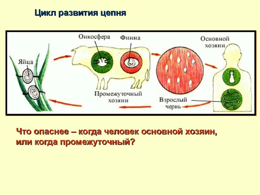 Промежуточный и основной хозяин человек. Цикл развития, основной хозяин. Основной хозяин плоских червей. Плоские черви цикл развития. Промежуточный и основной хозяин плоских червей.