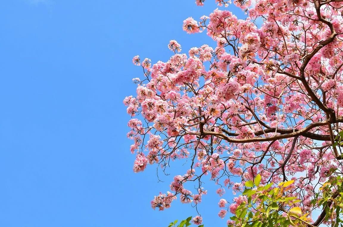 Сакура Канзан. Сакура дерево плоды. Вишня мелкопильчатая дерево. Дерево с розовыми лепестками.