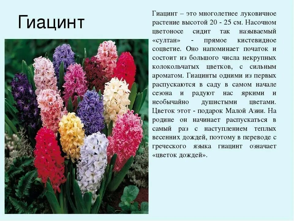 Название цветов которые долго