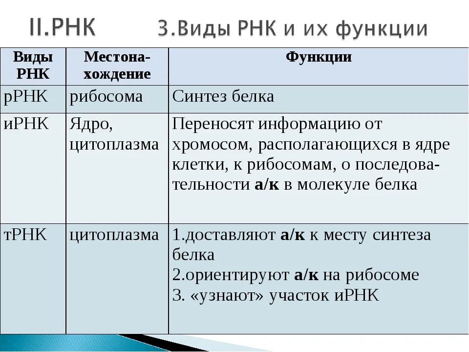 Структура и функции РНК. РНК строение структура функции. Виды РНК И их функции. Функции разных видов РНК.