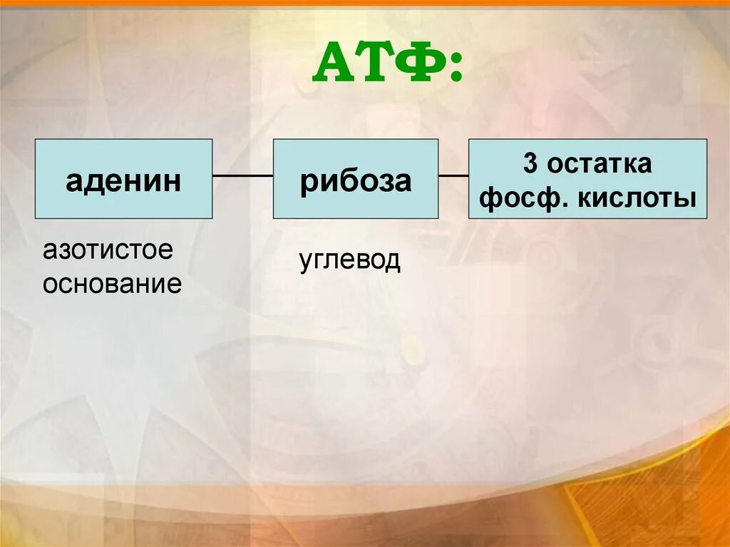 Атф основания. Строение АТФ азотистое основание углевод кислота. Строение АТФ азотистое основание. АТФ азотистое основание рибоза. Углевод рибоза азотистое основание.