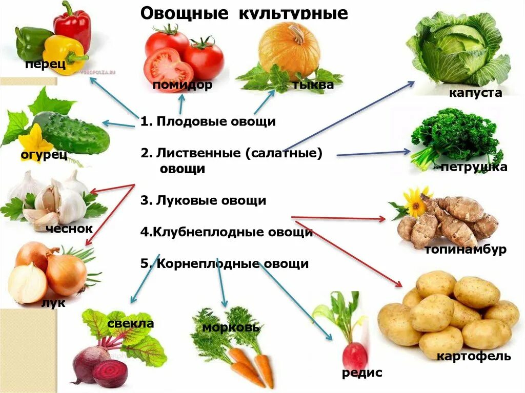 Математика 3 класс овощи. Овощные культурные растения. Овощные культурныетрастения. Овощные культуры примеры. Овощные растения примеры.