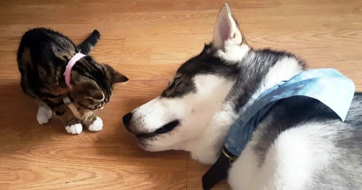 Хаски учитель белый кот том 3. Хаски и котенок. хаски и кошка. хаски щенок. хаски глажу.