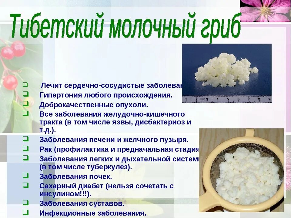 Молочный гриб как ухаживать и употреблять. Молочный гриб микроорганизмы. тибетский молочный гриб. характеристика молочного гриба. молочный гриб полезные.