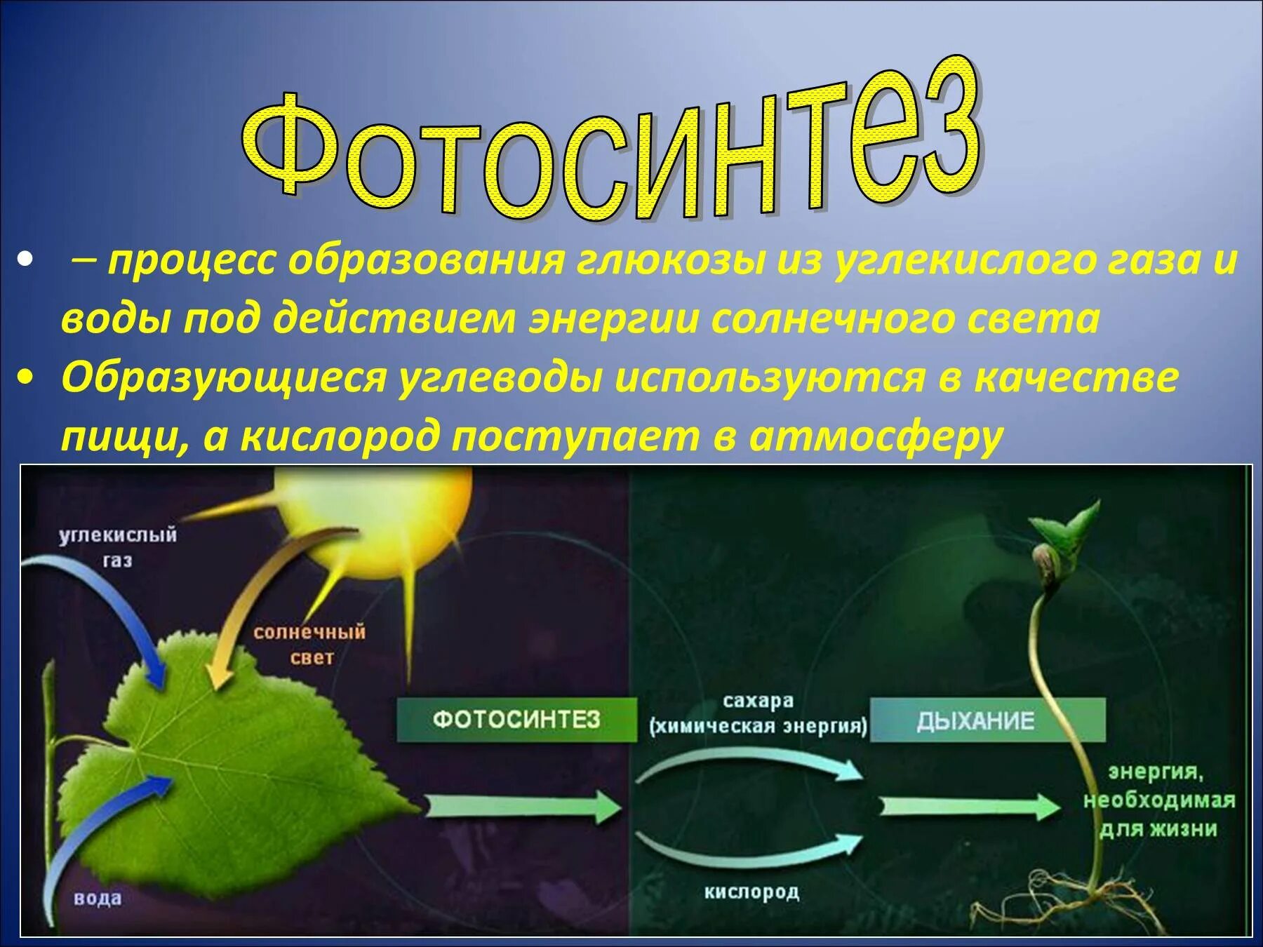 В чем заключается процесс фотосинтеза для растений